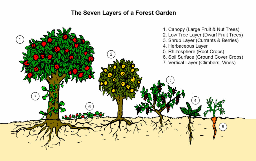09-the-seven-layers-of-a-forest-garden.gif