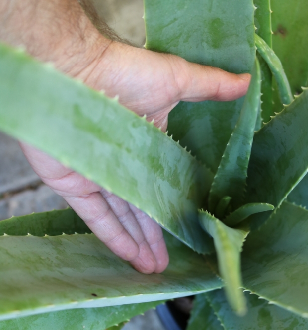 edible Aloe vera barbadensis var. miller