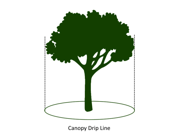 diagram tree canopy drip line