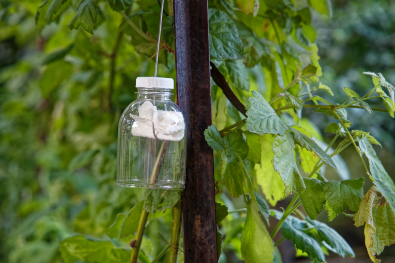 DIY scent repellent rain guard for pest animal control